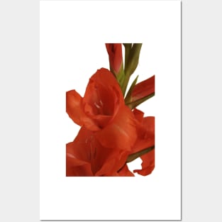 Red Gladioli Closeup Posters and Art